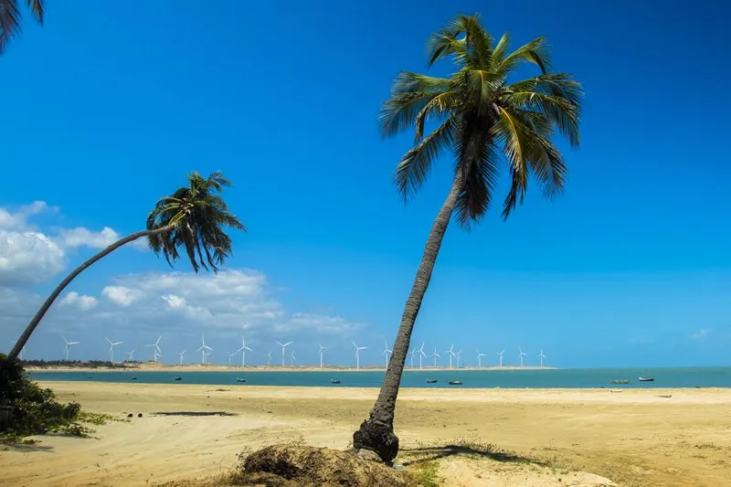 Coqueiros na praia de  Icaraizinho